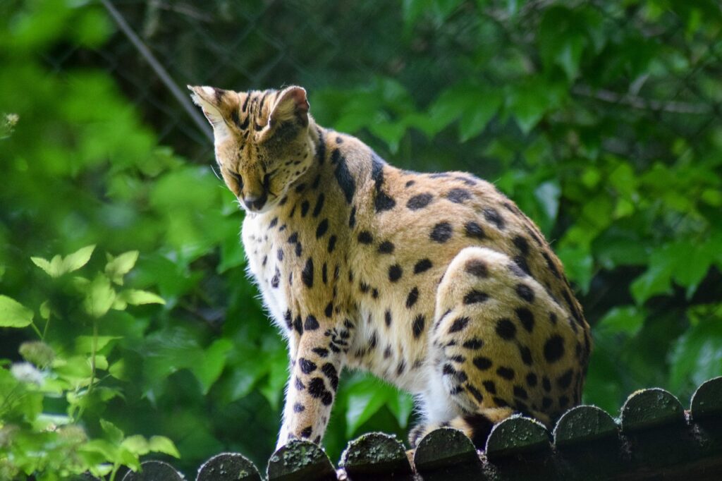 serval, animal, zoo-5248214.jpg